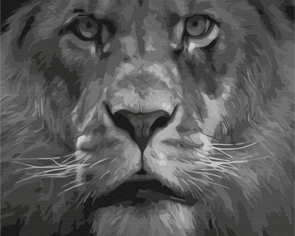 Painting by numbers Lion in black and white tones