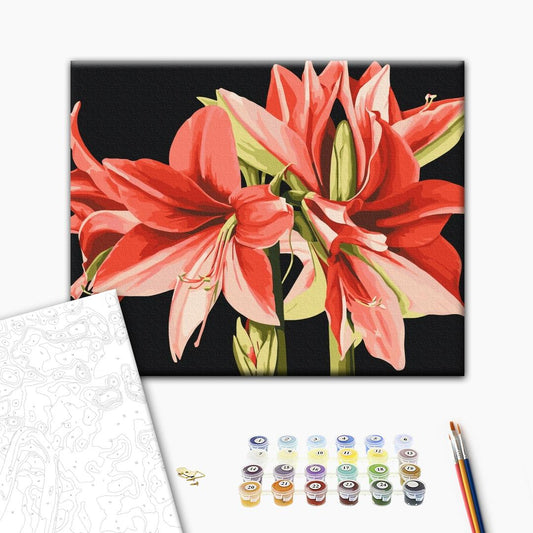 Painting by numbers Amaryllis © Anastasiia Osmolovska